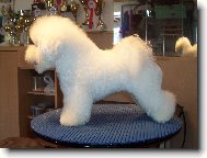 Bichon � poil fris�, Bichon Frise