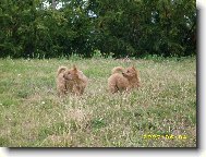 Norwich Terrier