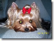 Jork��rsk� terier, Yorkshire Terrier,