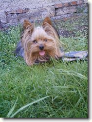 Jork��rsk� terier, Yorkshire Terrier,