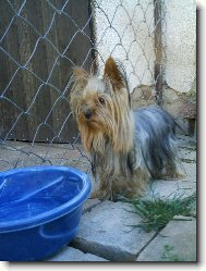 Jork��rsk� terier, Yorkshire Terrier,