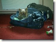 Jork��rsk� terier, Yorkshire Terrier,