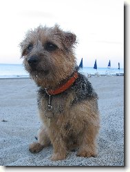 Norfolk Terrier