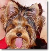 Jork��rsk� terier, Yorkshire Terrier,
