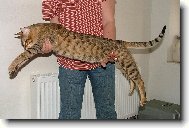Savannah of Bengal Cats