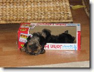 Jork��rsk� terier, Yorkshire Terrier,