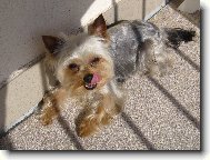 Jork��rsk� terier, Yorkshire Terrier,