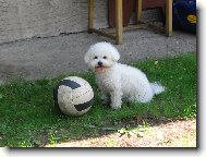Bichon � poil fris�, Bichon Frise