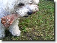 Bichon � poil fris�, Bichon Frise