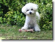 Bichon � poil fris�, Bichon Frise