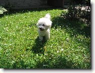 Bichon � poil fris�, Bichon Frise