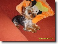 Jork��rsk� terier, Yorkshire Terrier,