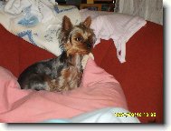 Jork��rsk� terier, Yorkshire Terrier,