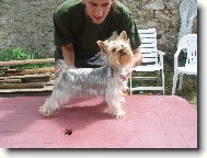 Jork��rsk� terier, Yorkshire Terrier,