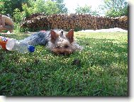 Jork��rsk� terier, Yorkshire Terrier,