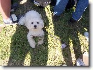 Bichon � poil fris�, Bichon Frise