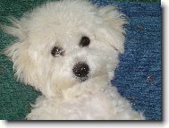 Bichon � poil fris�, Bichon Frise
