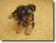 Jork��rsk� terier, Yorkshire Terrier,