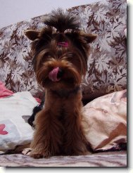 Jork��rsk� terier, Yorkshire Terrier,