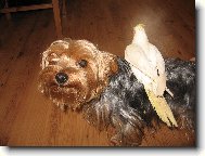 Jork��rsk� terier, Yorkshire Terrier,