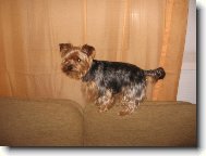 Jork��rsk� terier, Yorkshire Terrier,