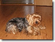 Jork��rsk� terier, Yorkshire Terrier,