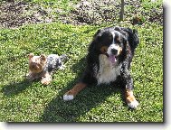 Jork��rsk� terier, Yorkshire Terrier,