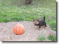 Jork��rsk� terier, Yorkshire Terrier,