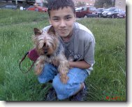 Jork��rsk� terier, Yorkshire Terrier,