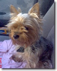 Jork��rsk� terier, Yorkshire Terrier,