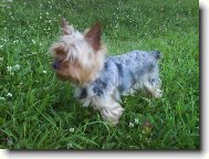 Jork��rsk� terier, Yorkshire Terrier,