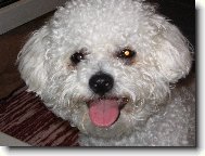 Bichon � poil fris�, Bichon Frise