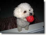 Bichon � poil fris�, Bichon Frise