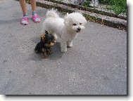 Bichon � poil fris�, Bichon Frise
