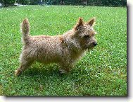 Norwich Terrier