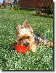 Jork��rsk� terier, Yorkshire Terrier,