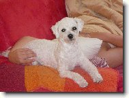 Bichon � poil fris�, Bichon Frise