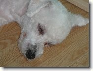 Bichon � poil fris�, Bichon Frise