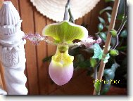 Paphiopedilum