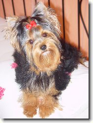Jork��rsk� terier, Yorkshire Terrier,