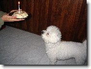 Bichon � poil fris�, Bichon Frise
