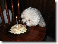 Bichon � poil fris�, Bichon Frise