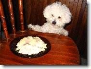 Bichon � poil fris�, Bichon Frise