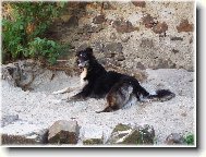 Borzoi � Russian Hunting Sighthound