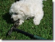 Bichon � poil fris�, Bichon Frise