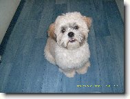 �icu, Shih-Tzu