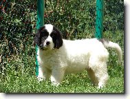 Landseer europ�isch-kontinentaler Typ, Landseer Continental-European type