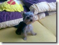 Jork��rsk� terier, Yorkshire Terrier,