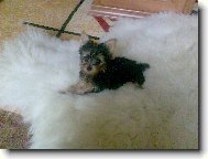 Jork��rsk� terier, Yorkshire Terrier,