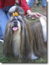 �icu, Shih-Tzu